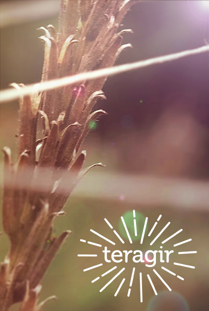 Teragir : Éco-école 2017